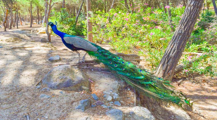 Insel Kos Ein hübscher Pfau im Plaka Wald