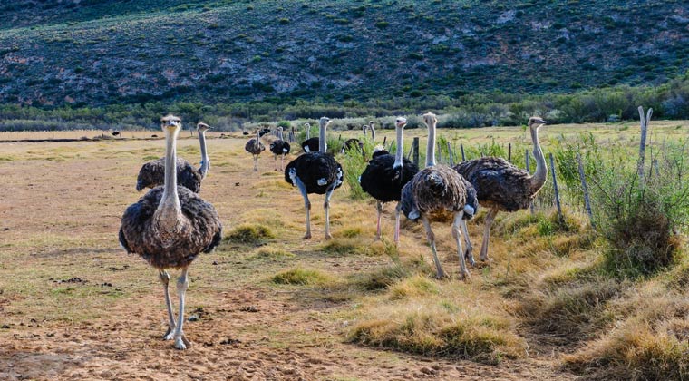 Die Gemeinde Oudtshoorn in Südafrika ist bekannt für seine Straußenfarmen und den Cango Caves.