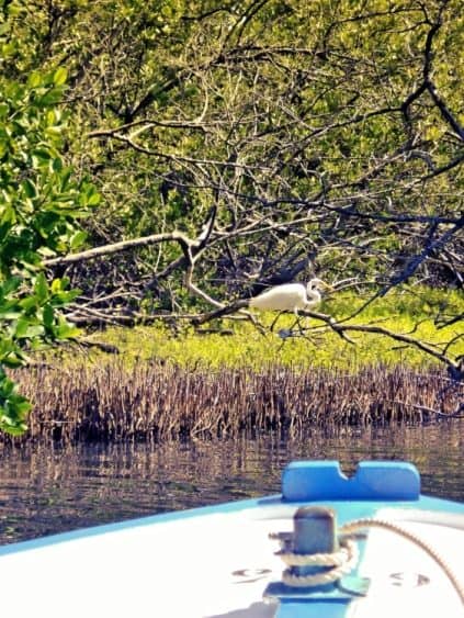 Bootsfahrt durch den Mangrovenwald