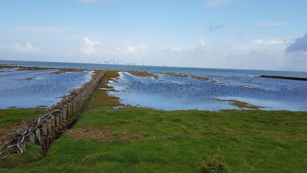 Vogelschutzgebiet Föhr