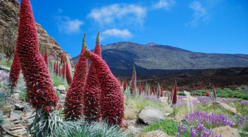 Blumenwiese mit Blick auf den Teide