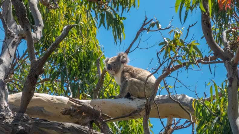 Im Baum sitzender Koala im Great Otway Nationalpark in Australien.