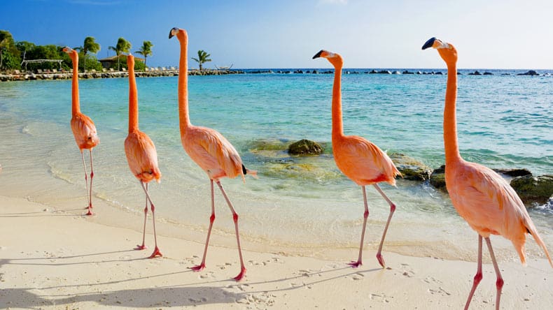 Flamingos am Strand von Aruba.