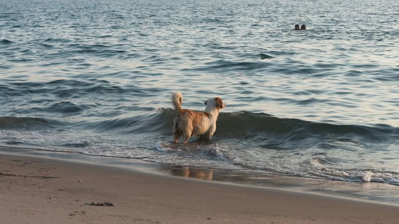 Beste Hundestrände Nordsee und Ostsee