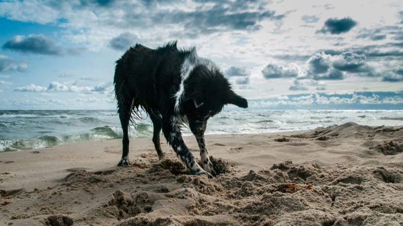 Schönste Hundestrände Nordsee & Ostsee