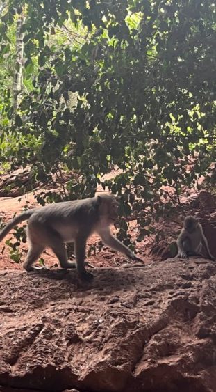 Affen auf dem Affenberg in Thailand