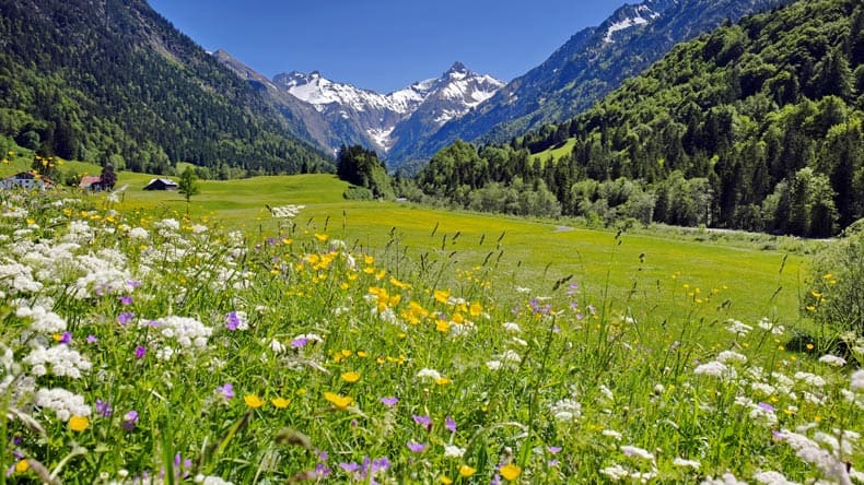 Allgäu Blumenwiese