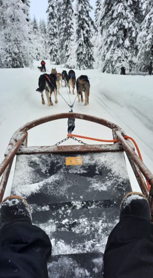 Fahrt mit dem Hundeschlitten durch die Schneelandschaft Finnlands.