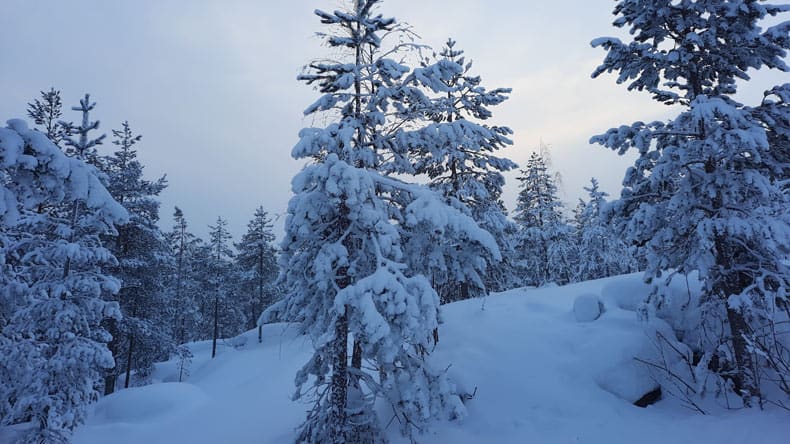 Verschneite Landschaft in Ouanasvaara Fjell, oberhalb von Rovaniemi in Finnland.