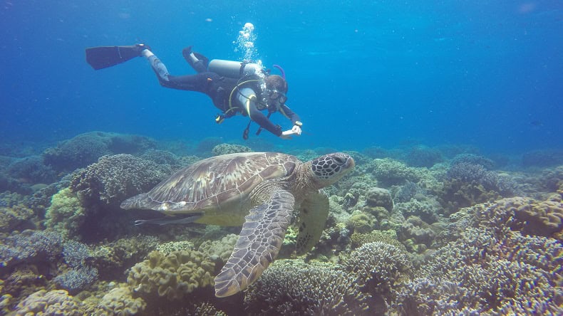 Philippinen Tauchen Schildkröte