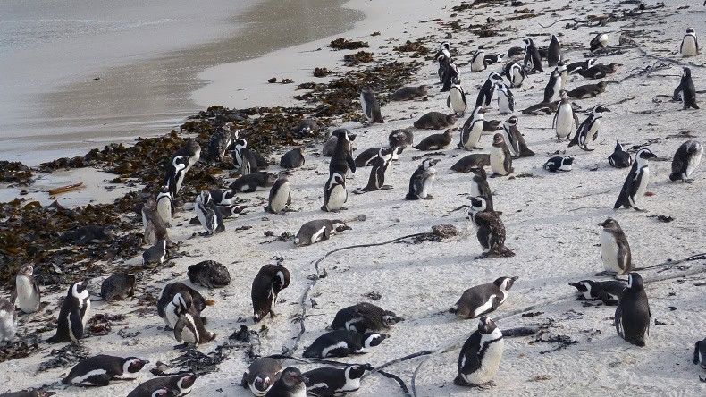 Pinguine am Boulders Beach Süafrika