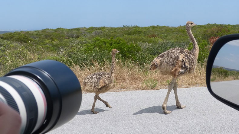 Vogel Strauß in Südafrika