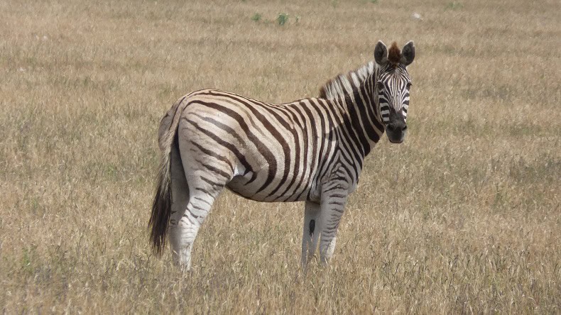 Zebra Südafrika Safari