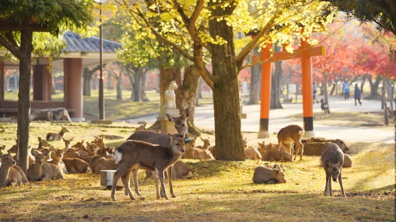 Nara - die Stadt der freilaufenden Hirsche, Japan.