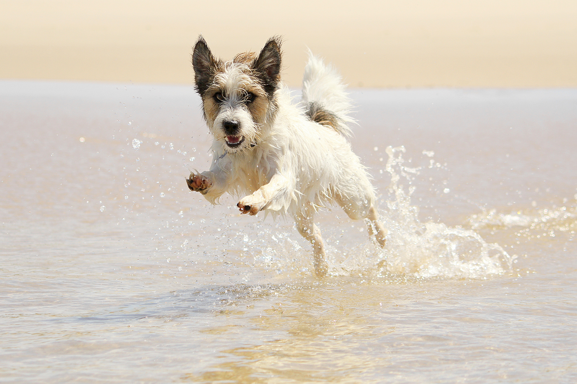 Urlaub mit Hund Ostsee » Ostseeurlaub mit Hund buchen